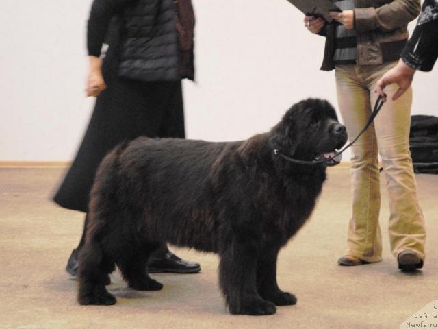 Фото: ньюфаундленд Зет Сэксесс из Медвежьего Яра (Zet Success iz Medvejyego Yara)