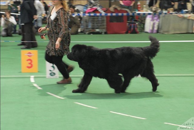 Фото: ньюфаундленд Сент Джонс Дора (Sent Djons Dora)