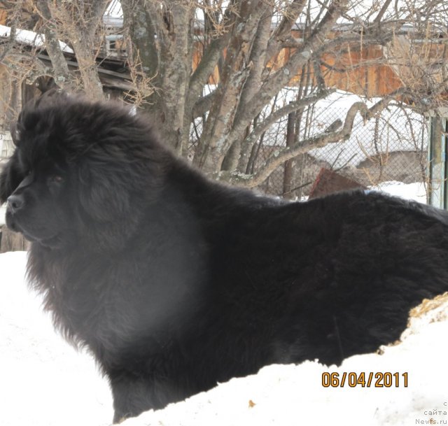 Фото: ньюфаундленд Их Высочество Владлена Маджикс