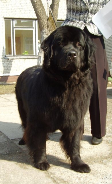 Фото: ньюфаундленд Романтика Дана Бест