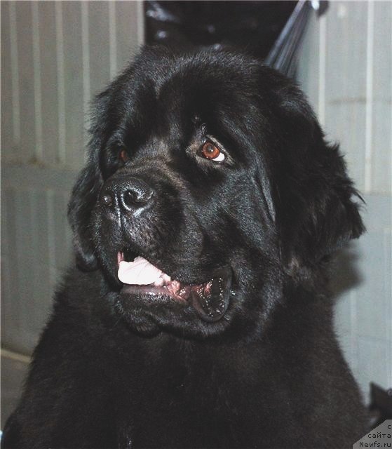 Фото: ньюфаундленд Центр Мироздания из Аркаима (Tsentr Mirozdaniya iz Arkaima)