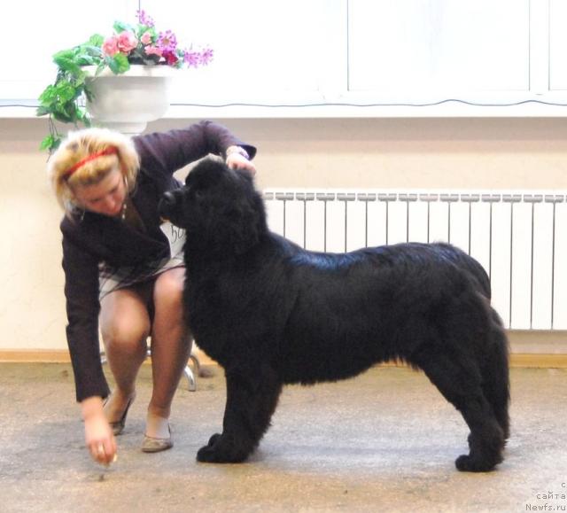 Фото: ньюфаундленд Агата Анабель