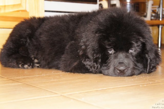 Фотография № 63173