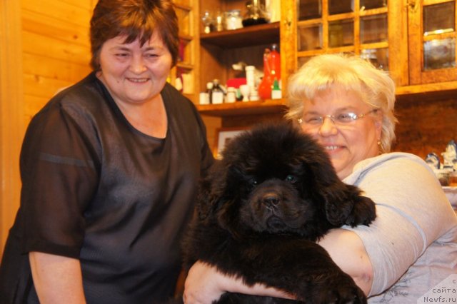 Фото: ньюфаундленд New Beothuks Gold for Smigar, Галина Сарычева, и Ирина