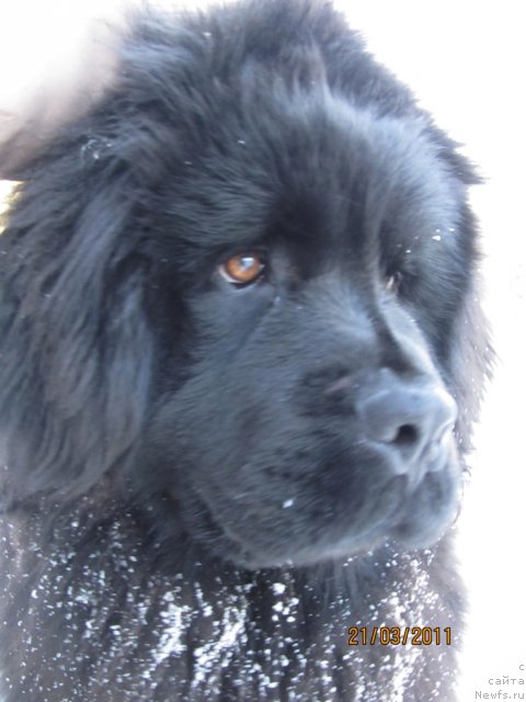 Фото: ньюфаундленд Их Высочество Владлена Маджикс