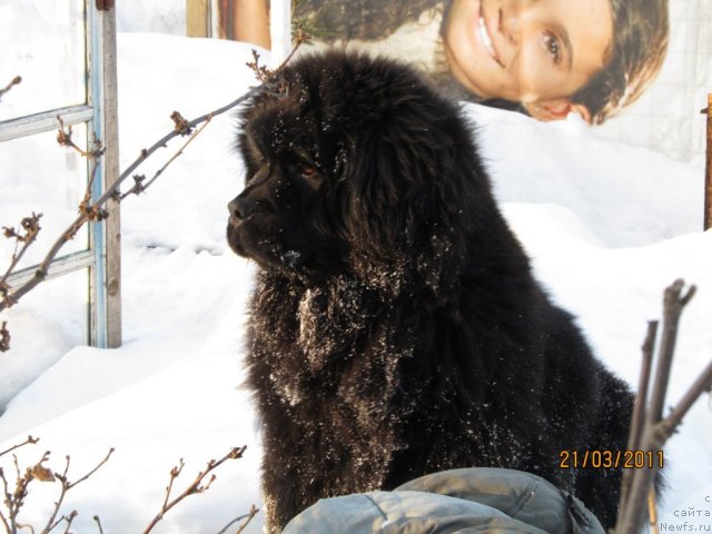 Фото: ньюфаундленд Их Высочество Владлена Маджикс