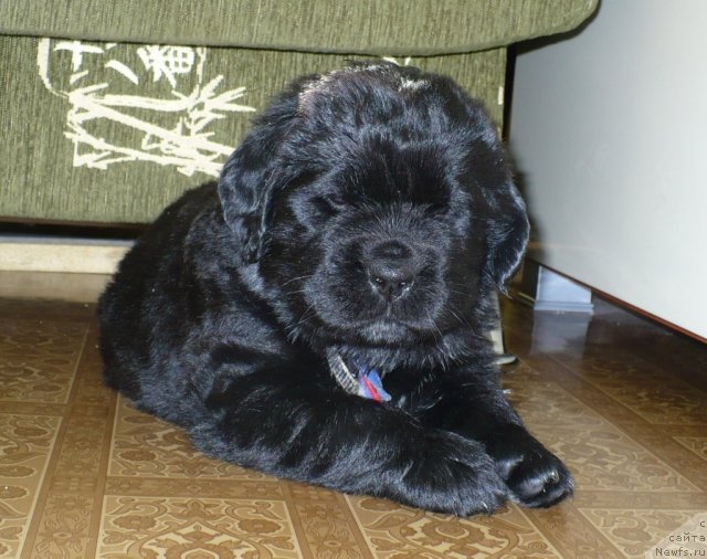 Фото: щенок от, ньюфаундленд Супер Бизон Астория, ньюфаундленд Иван Царевич из Тихого Омута (Ivan Tsarevich iz Tihogo Omuta)
