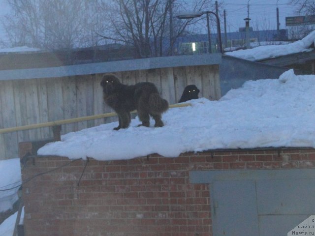 Фото: ньюфаундленд Баловень Судьбы, ньюфаундленд Бархатка Роскошная