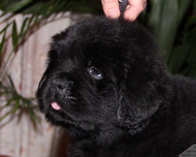 Фото: ньюфаундленд Ургант с Берега Дона (Urgant s Berega Dona)