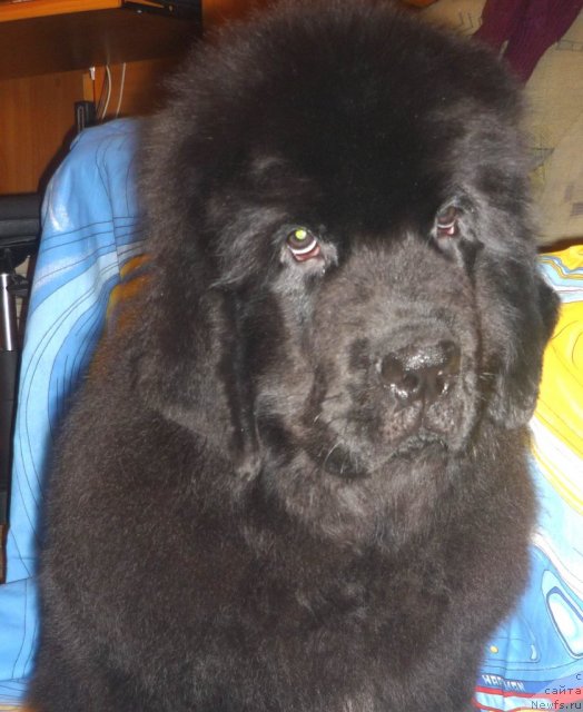 Фото: ньюфаундленд Уютная Долина Бадди Харт Форевер