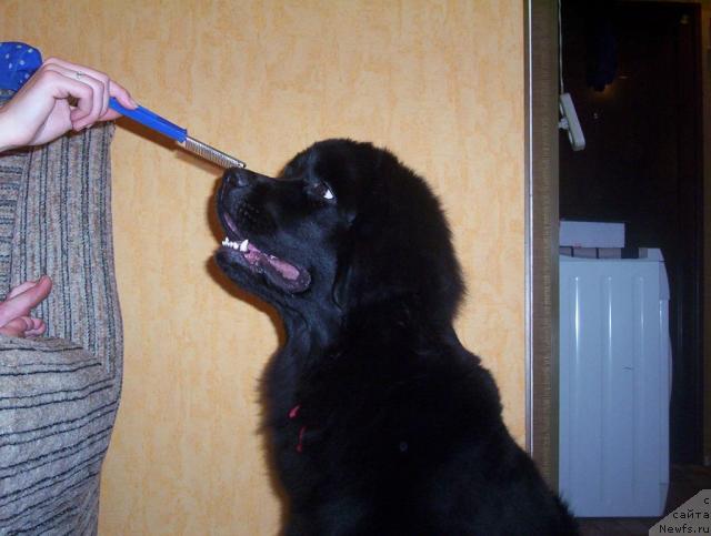 Фото: ньюфаундленд Ай Лав Рич (Ai Love Rich)