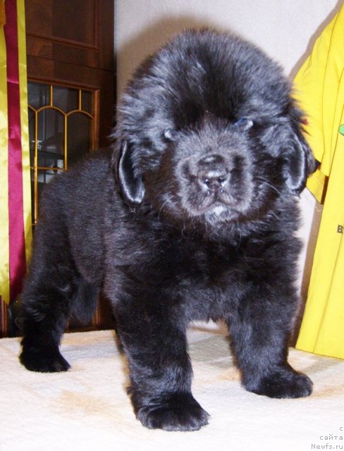 Фото: Бегущая по волнам Дансинг Квин