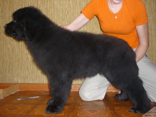 Фото: ньюфаундленд Уютная Долина Бест оф зе Бест