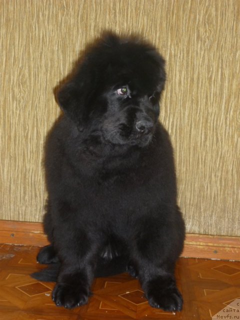 Фото: ньюфаундленд Уютная Долина Бест оф зе Бест