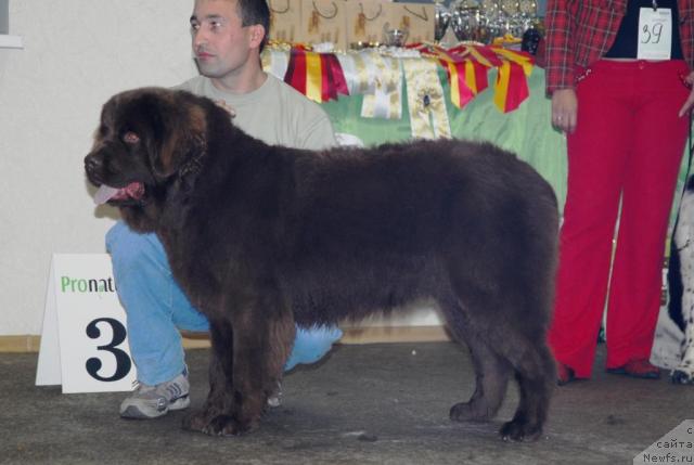 Фото: ньюфаундленд Изабетт