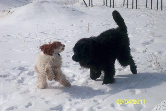 Фото: ньюфаундленд Смигар Волна Успеха