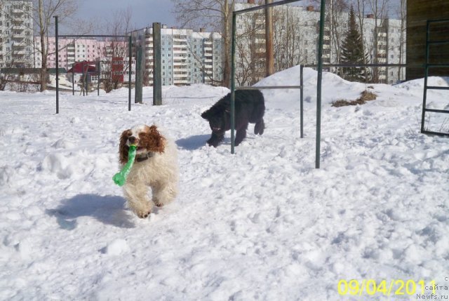 Фото: ньюфаундленд Смигар Волна Успеха