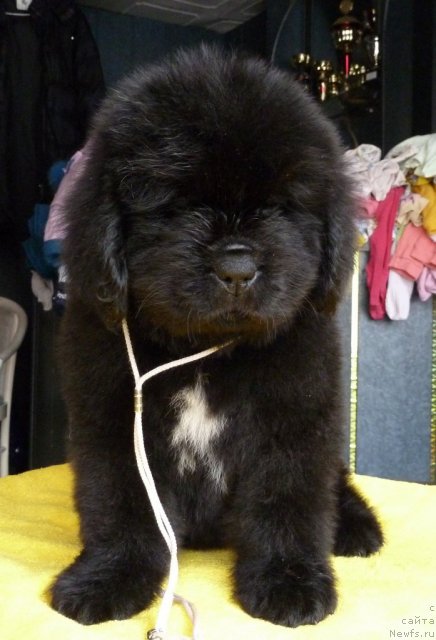 Фото: ньюфаундленд Супер Премиум Звездочет