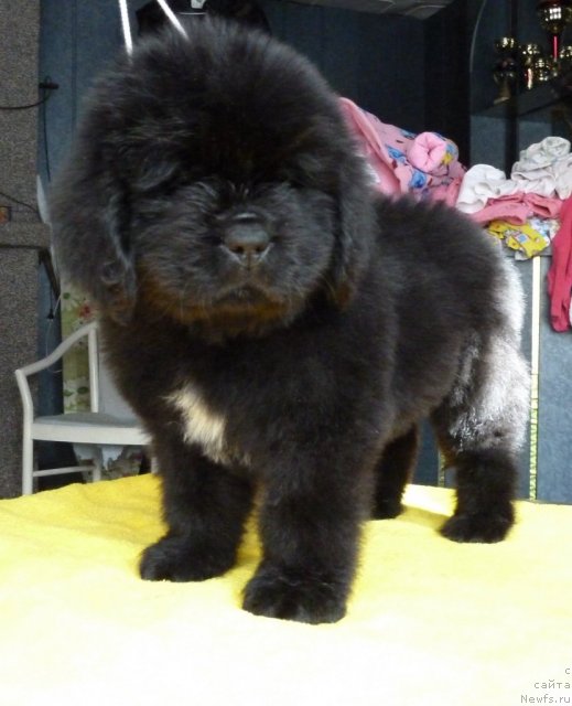 Фото: ньюфаундленд Супер Премиум Звездочет