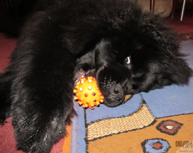 Фото: ньюфаундленд Их Высочество Владлена Маджикс