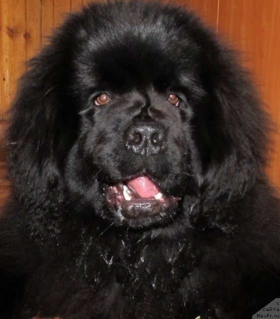 Фото: ньюфаундленд Их Высочество Владлена Маджикс