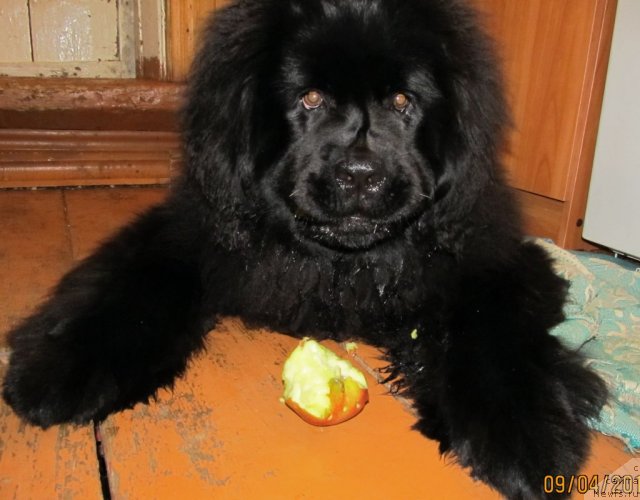 Фото: ньюфаундленд Их Высочество Владлена Маджикс