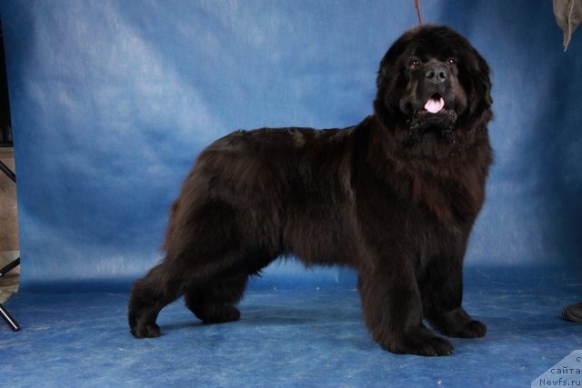 Фото: ньюфаундленд Потап Юкки