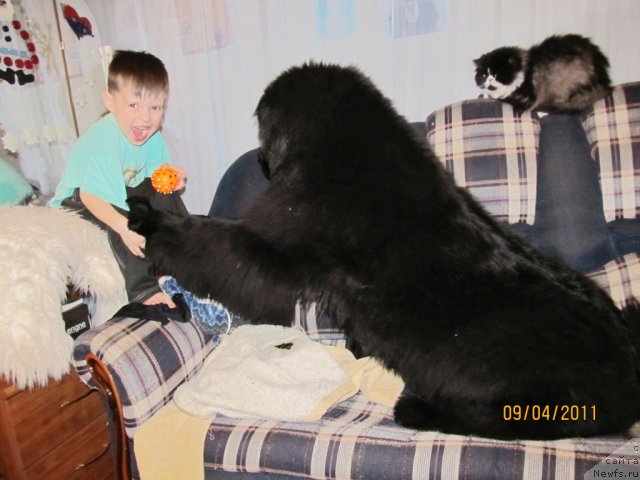 Фото: ньюфаундленд Их Высочество Владлена Маджикс