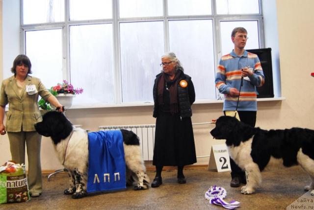 Фото: ньюфаундленд Супер Бизон Арго (Super Bizon Argo), ньюфаундленд Geminorum Undara