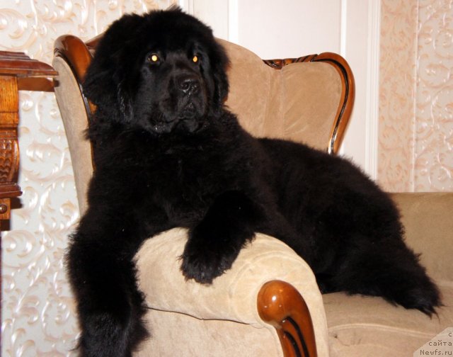 Фото: ньюфаундленд Смигар Грейт Саксэс