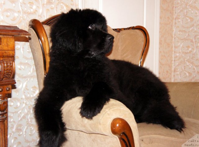 Фото: ньюфаундленд Смигар Грейт Саксэс