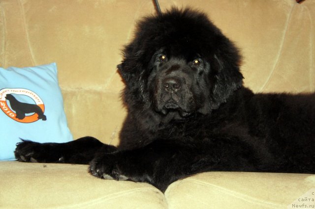 Фото: ньюфаундленд Смигар Грейт Саксэс