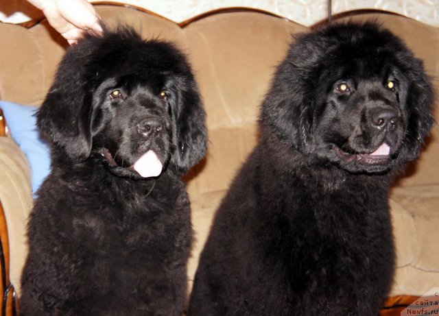 Фото: ньюфаундленд Смигар Галакси Шелл Вин (Smigar Galaxsy Shall Win), ньюфаундленд Смигар Грейт Саксэс