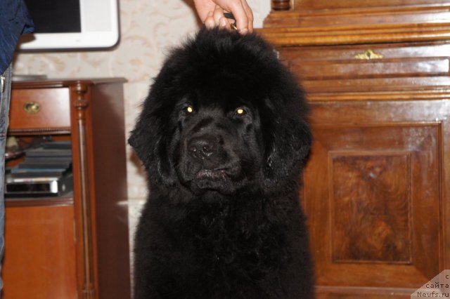 Фото: ньюфаундленд Смигар Грейт Саксэс