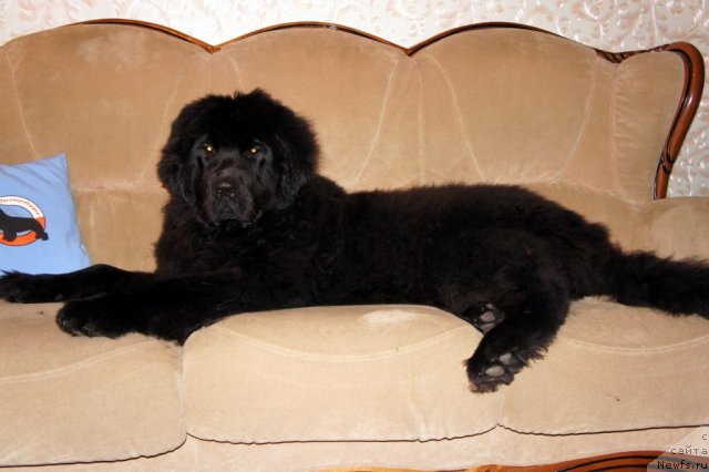 Фото: ньюфаундленд Смигар Грейт Саксэс