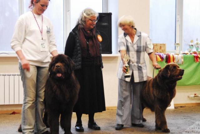 Фото: ньюфаундленд Супер Премиум Бест Бэлжен Ригардс (Super Premium Best Belzhen Regards)