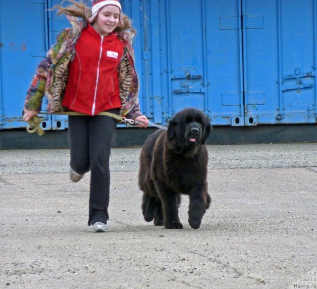 Фото: ньюфаундленд Анабель Голден Хёт Бэль Кане