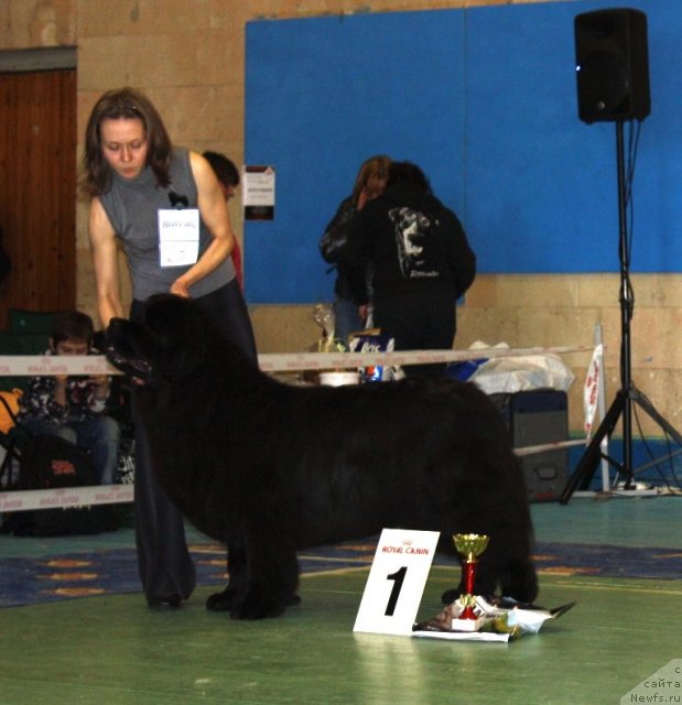 Фото: ньюфаундленд Чанси из Золотого Треугольника