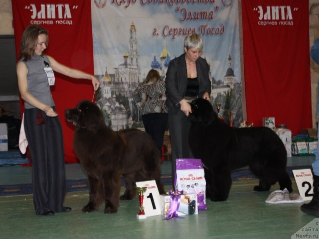 Фото: ньюфаундленд Черный Шарм Ангельская Красота (Chernyi Sharm Angel'skaya Krasota)