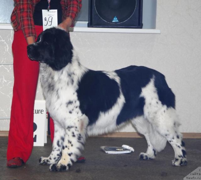 Фото: ньюфаундленд Маг Исполин Карте Бланч фор Питерньюф (Mag Ispolin Carte Blanche for Piternyuf)