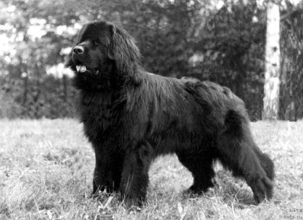 Фото: ньюфаундленд Захар Юташер