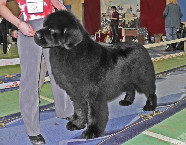 Фото: ньюфаундленд Амулет Любви и Счастья (Amulet Lyubvi i Schastya)
