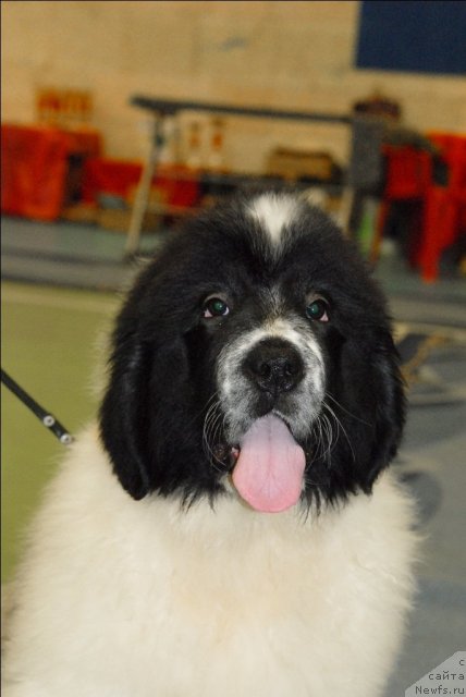 Фотография № 63426