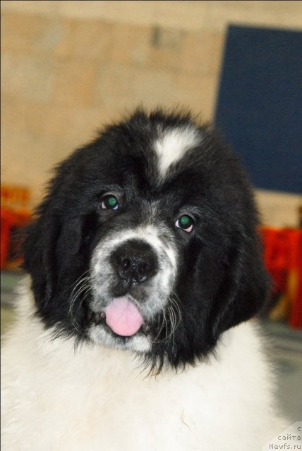 Фотография № 63427