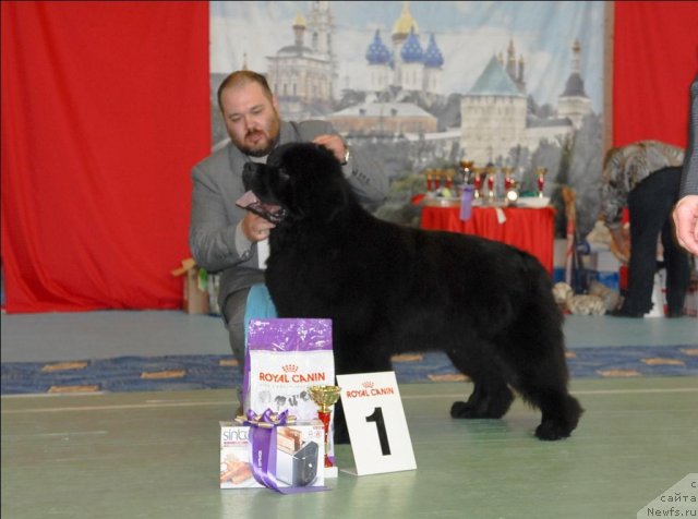 Фото: ньюфаундленд Паркер с Берега Дона (Parker s Berega Dona)