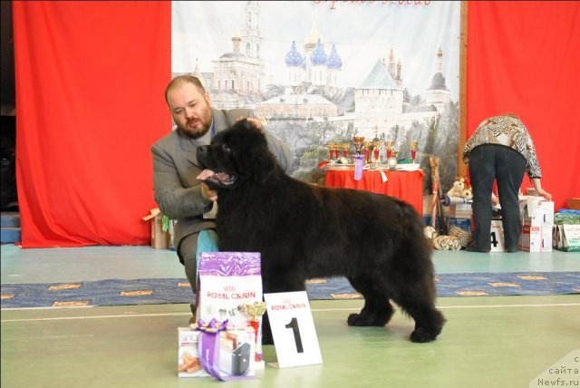 Фото: ньюфаундленд Паркер с Берега Дона (Parker s Berega Dona)