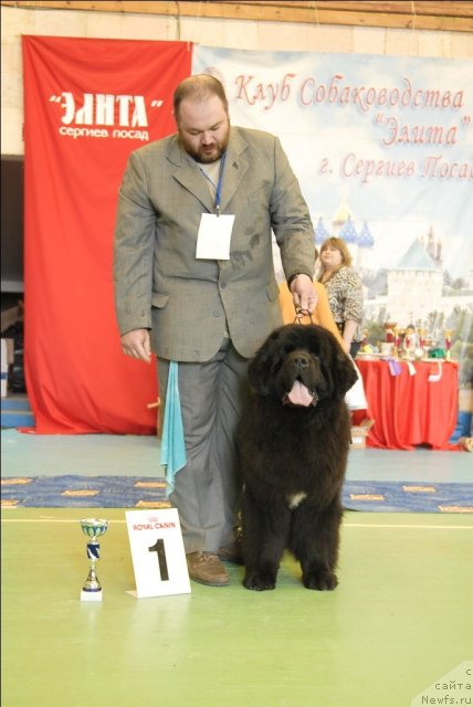Фото: ньюфаундленд Паркер с Берега Дона (Parker s Berega Dona)