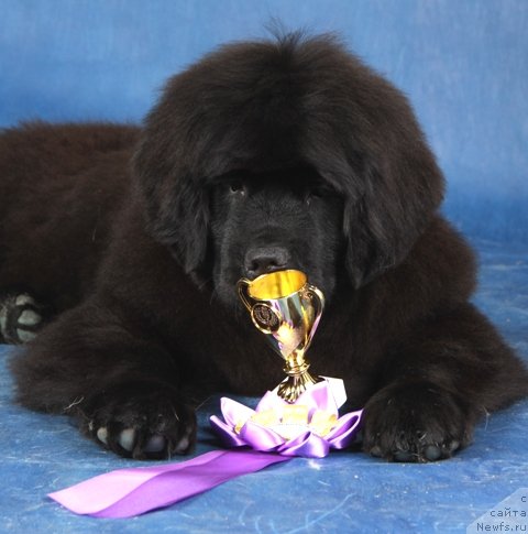 Фотография № 63438