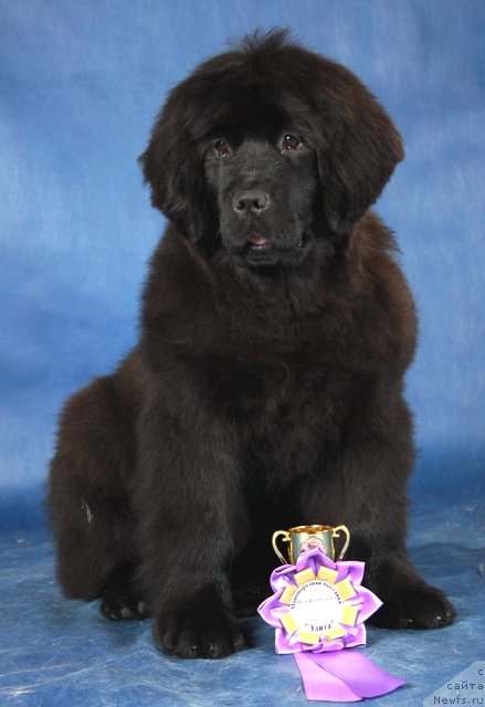Фото: ньюфаундленд Особа Статная из Медвежьего Яра