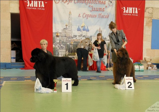 Фото: ньюфаундленд Амулет Любви и Счастья (Amulet Lyubvi i Schastya), ньюфаундленд Элерон Браун (Eleron Brown)